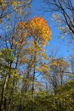 Acer platanoides. Верхняя часть дерева, выросшего в условиях плотного древостоя, с листвой в осенней окраске. Санкт-Петербург, Дудергофские высоты, склон южн. экспозиции, широколиственный лес. 18.10.2025.