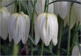 Fritillaria meleagris. Цветки. Московская обл., Раменский р-н, окр. дер. Хрипань, садовый участок. 12.05.2025.