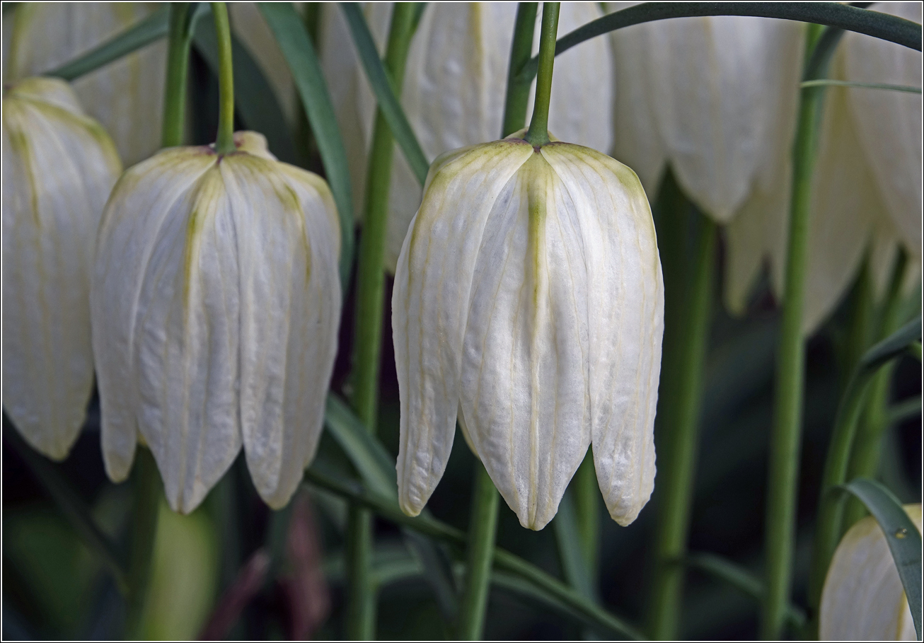 Image of Fritillaria meleagris specimen.