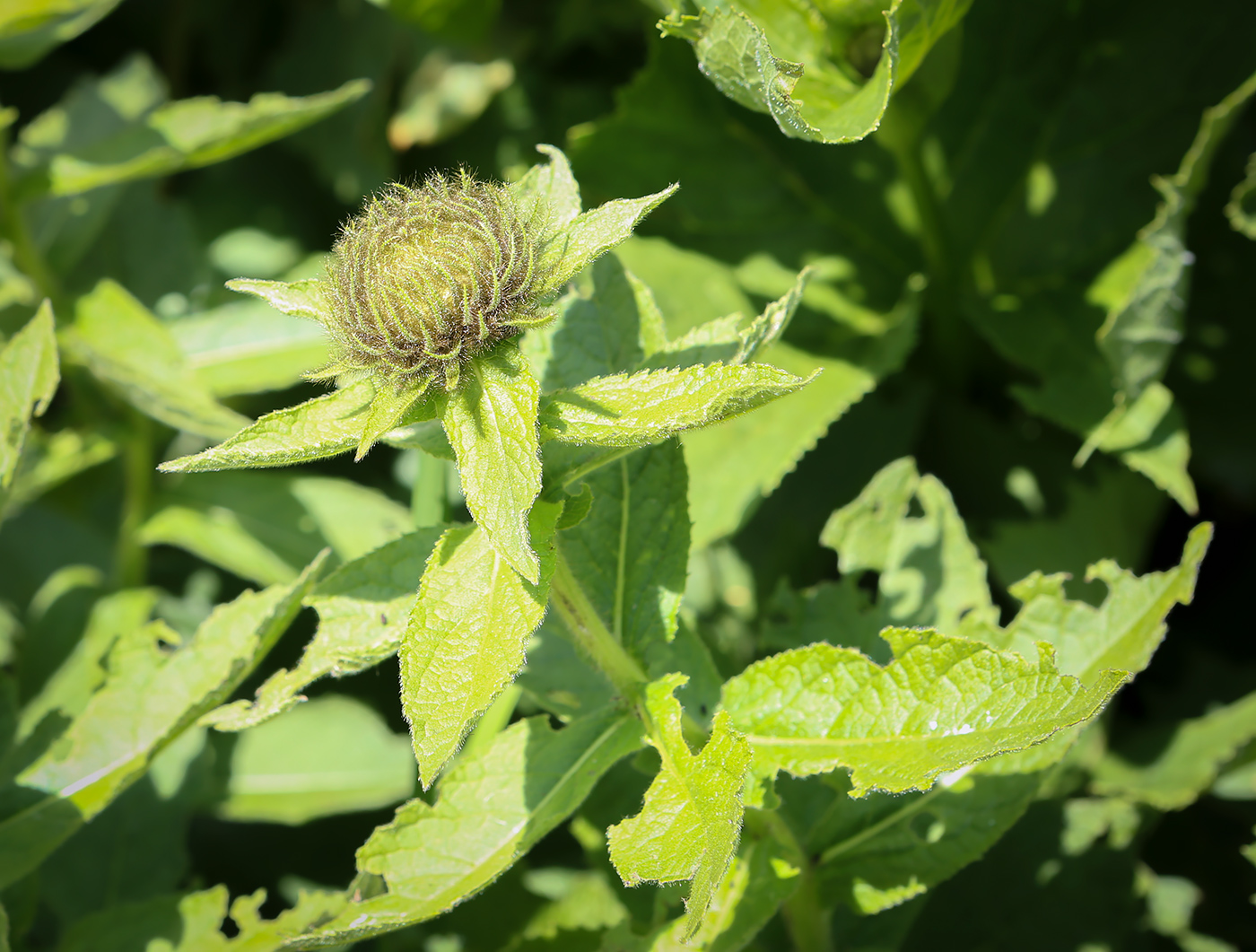 Image of Inula orientalis specimen.