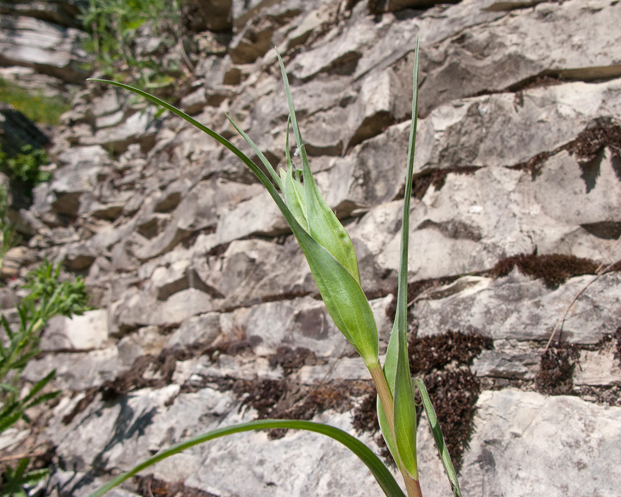 Изображение особи Tragopogon dubius.