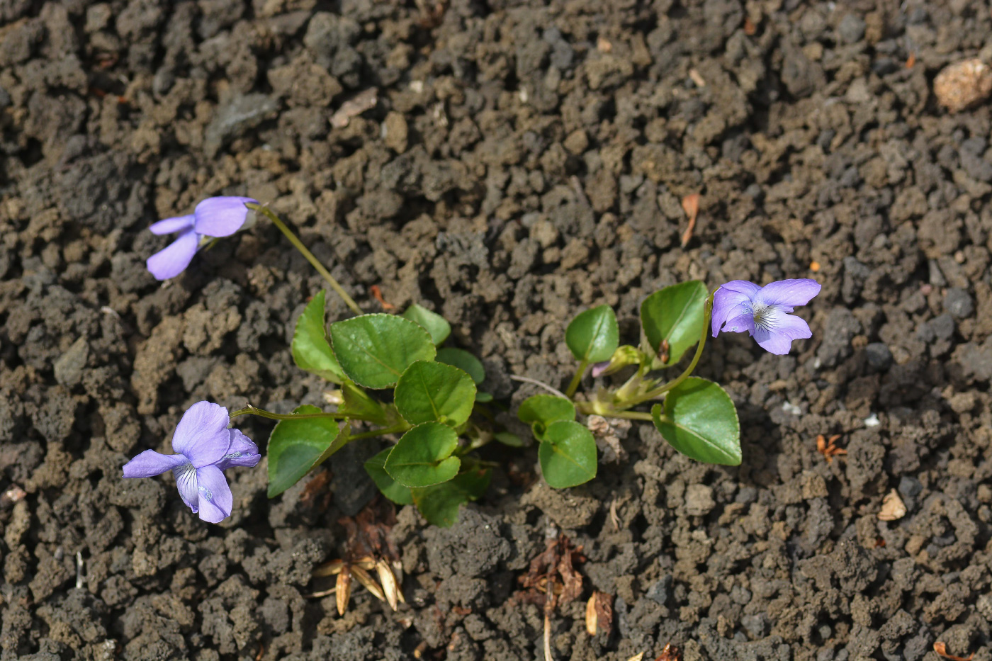 Изображение особи Viola sacchalinensis.