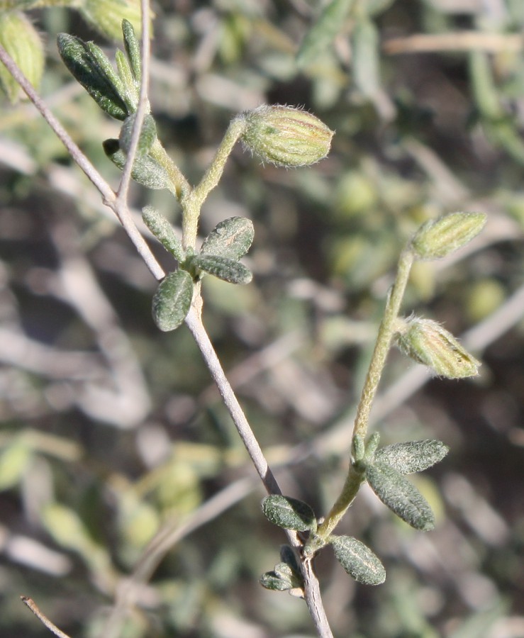 Image of Helianthemum sancti-antonii specimen.