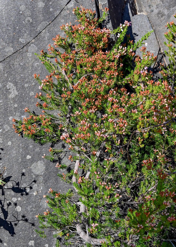 Image of Erica maderensis specimen.
