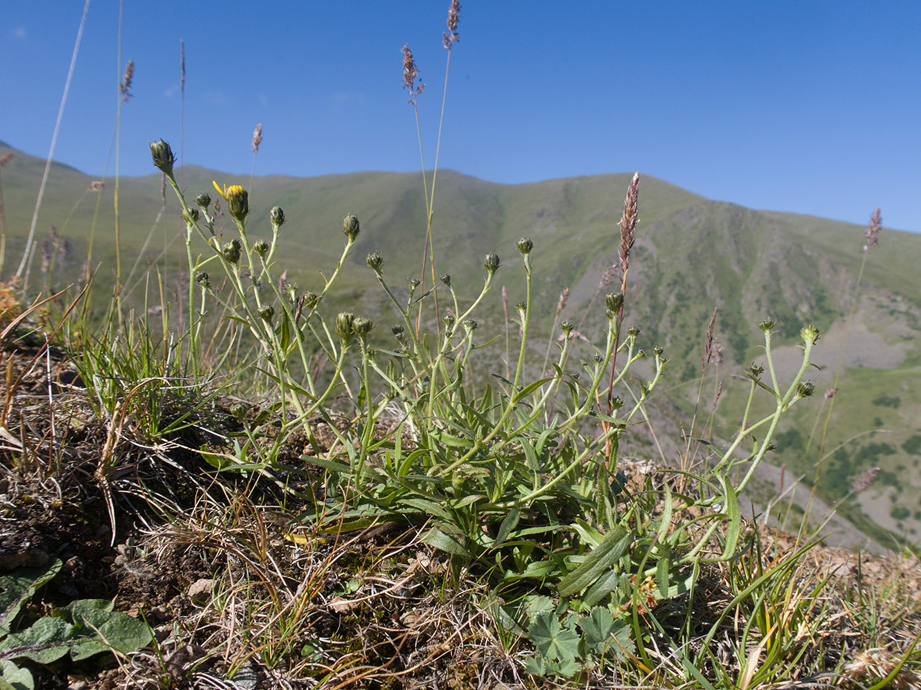 Изображение особи род Hieracium.