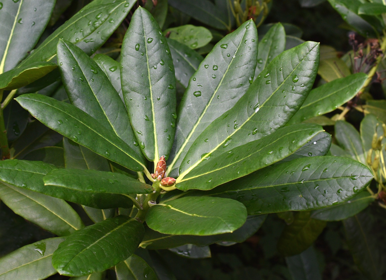 Image of genus Rhododendron specimen.