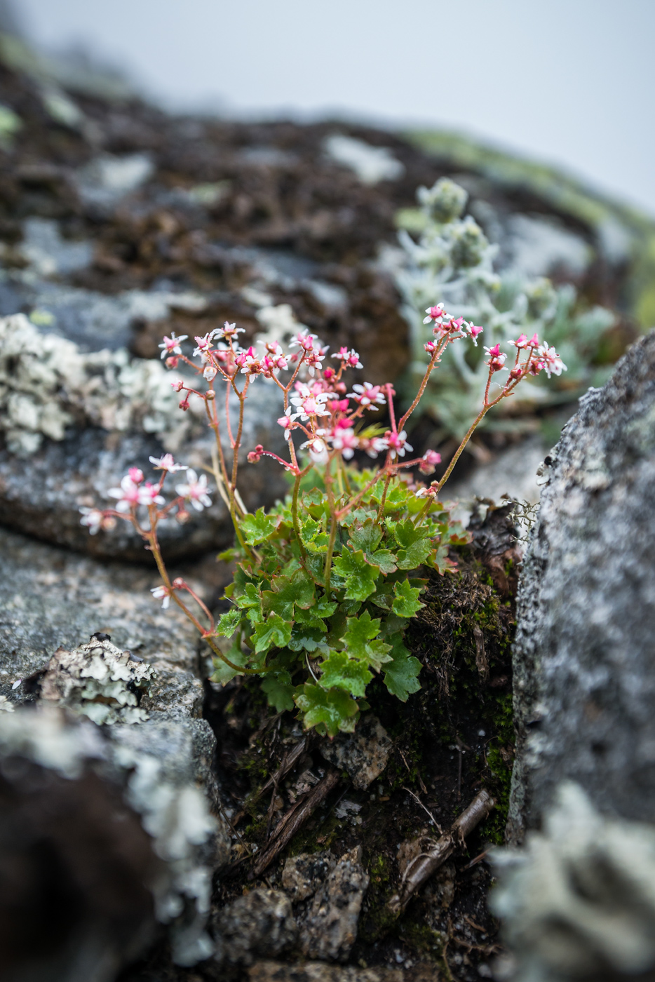 Image of Micranthes punctata specimen.