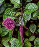 Изображение особи. Автор - Марина Скотникова