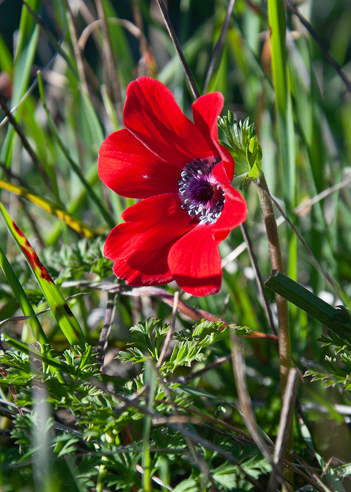 Image of Anemone coronaria specimen.