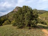 Juniperus excelsa. Плодоносящее растение. Крым, окр. г. Судак, ю.-з. склон горы Ай-Георгий, луг с отдельно стоящими деревьями, возле пешеходной тропы. 25.04.2025.