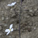 Brassica hilarionis. Часть побега с цветками. Республика Кипр, Троодос (Τρόοδος), ботанический сад \"Троодос\", ≈ 1400 м н.у.м. 26.04.2026.