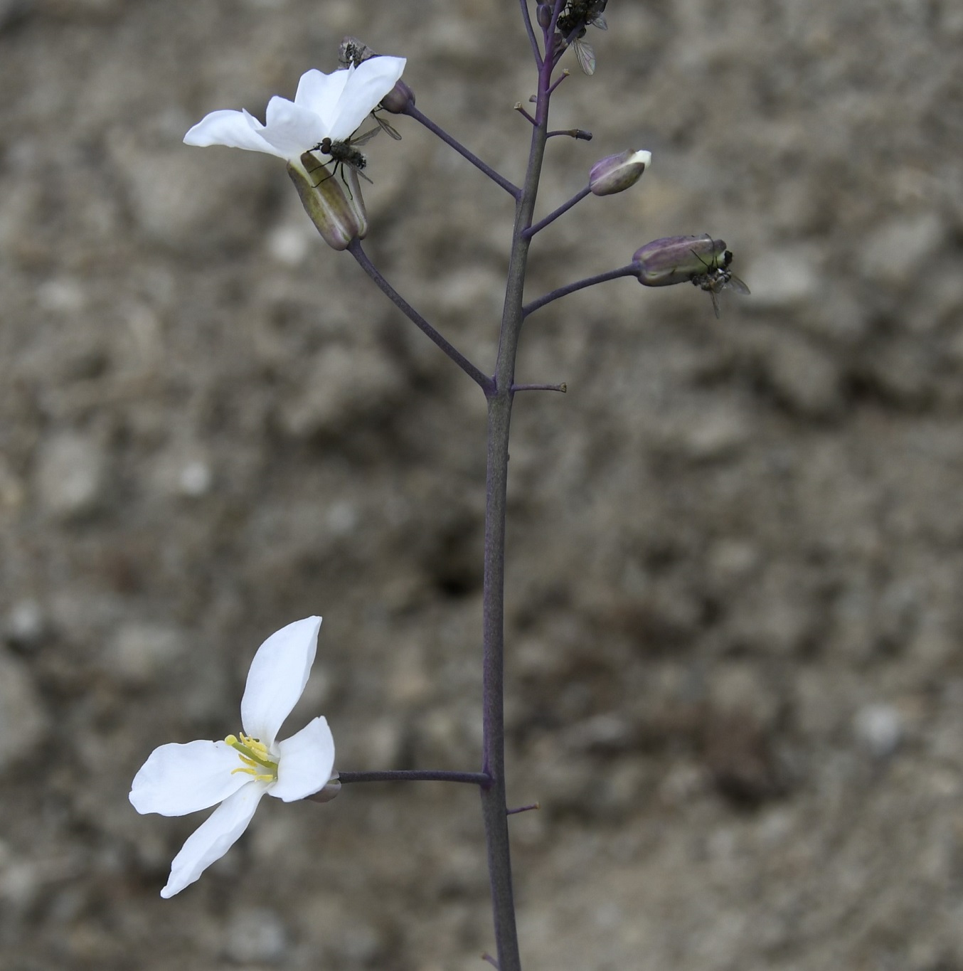 Изображение особи Brassica hilarionis.