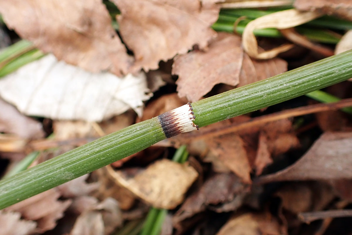 Изображение особи Equisetum hyemale.
