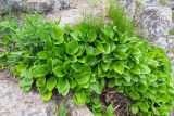 Maianthemum dilatatum. Вегетирующие растения в каплях дождя. Приморский край, Хасанский р-н, п-в Брюса, скала у моря. 03.05.2026.