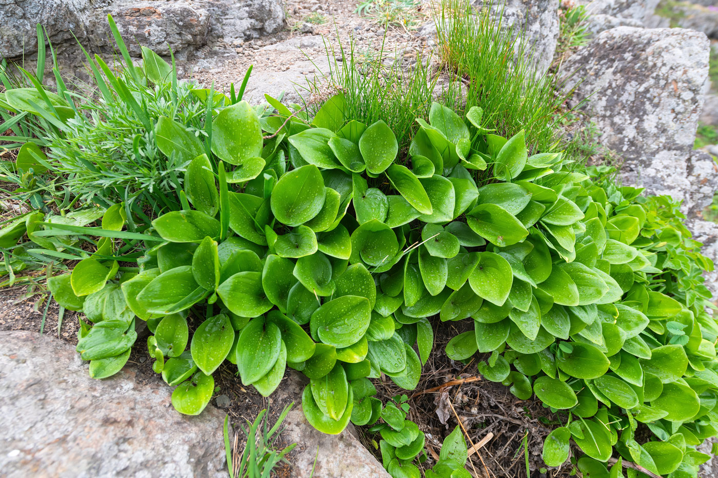 Image of Maianthemum dilatatum specimen.