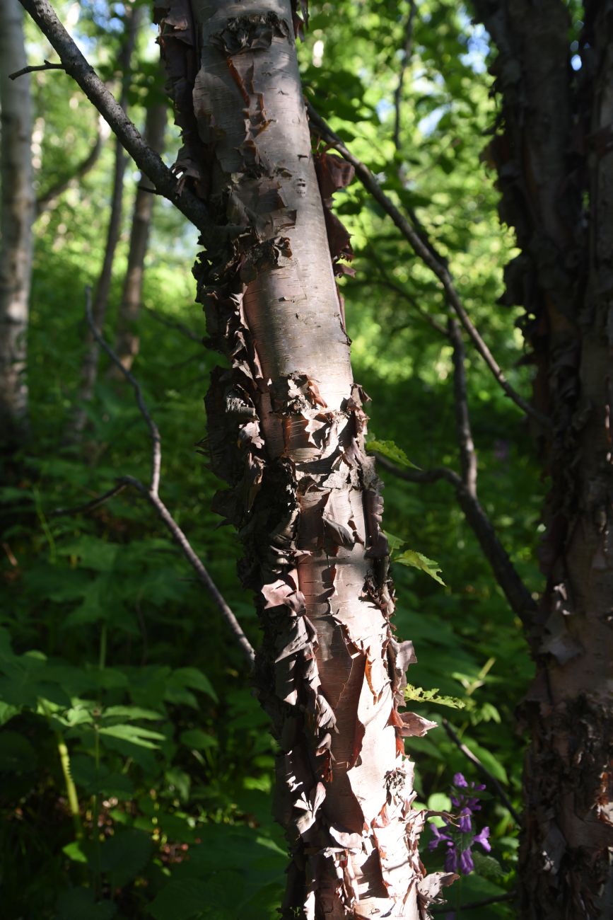 Изображение особи Betula raddeana.