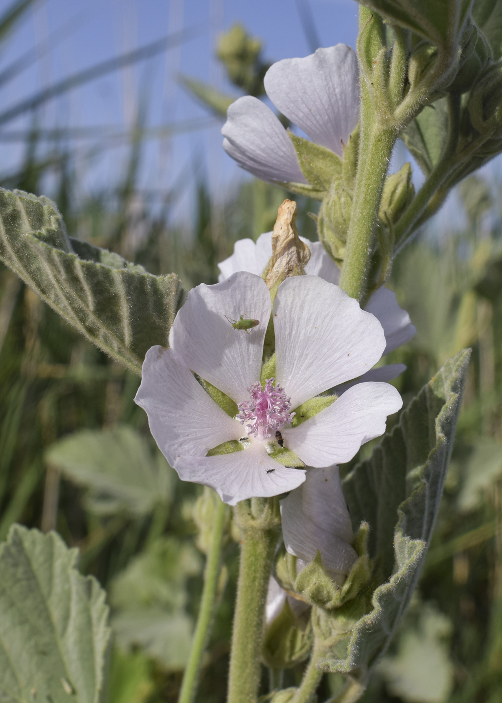 Изображение особи Althaea officinalis.