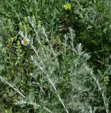 genus Artemisia