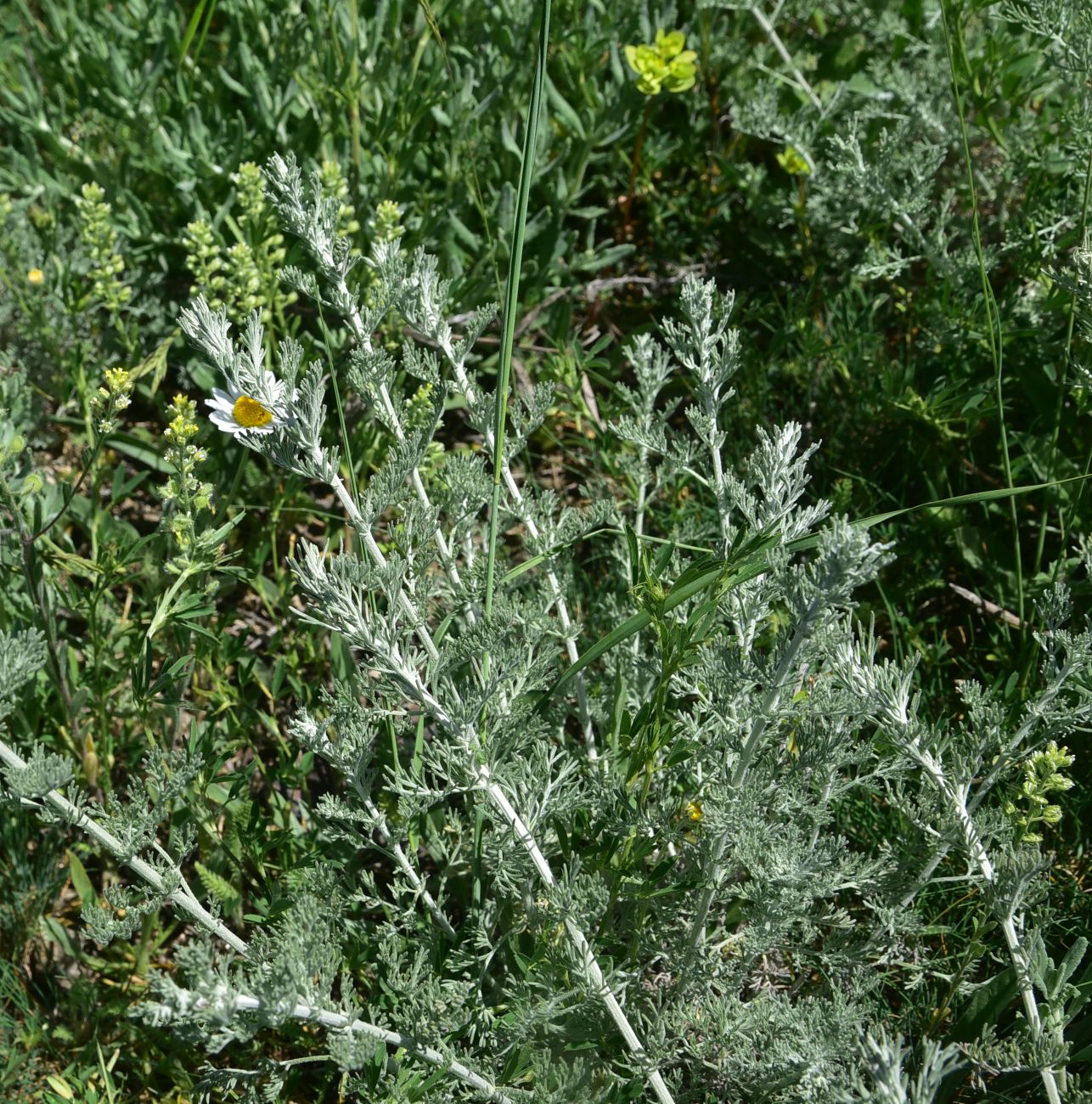 Image of genus Artemisia specimen.