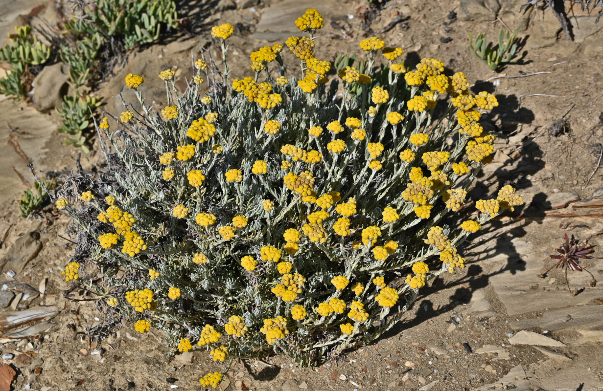 Image of Helichrysum stoechas specimen.