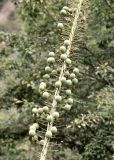 Eremurus robustus. Часть соплодия. Кыргызстан, Джалал-Абадская обл., Сузакский р-н, ЮЗ склон Ферганского хр., ур. Кара-Алма, окр. с. Кара-Алма; горный луг, горный луг у опушки орехово-плодового леса. 12.07.2026.