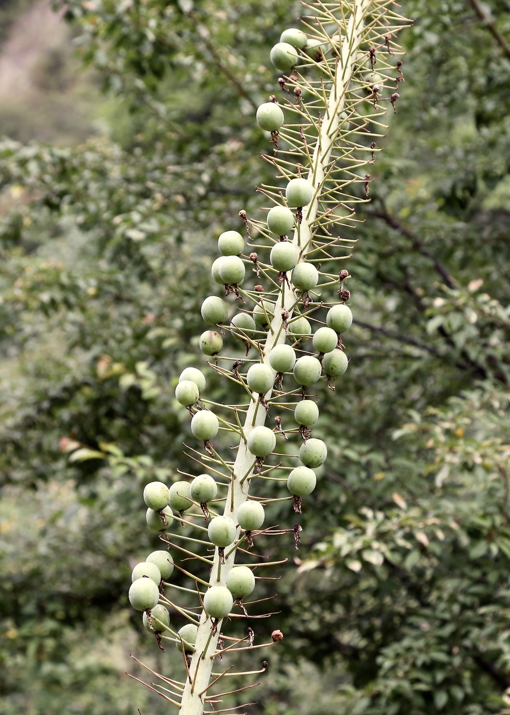 Image of Eremurus robustus specimen.