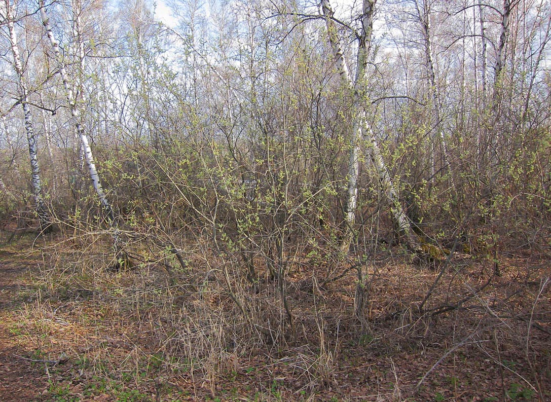 Изображение особи Salix myrsinifolia.