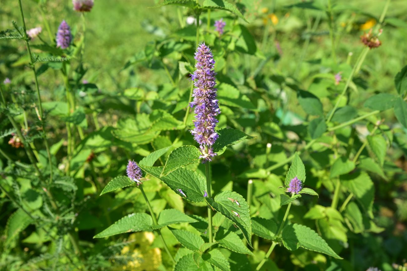 Изображение особи Agastache rugosa.