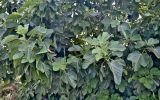Ficus carica