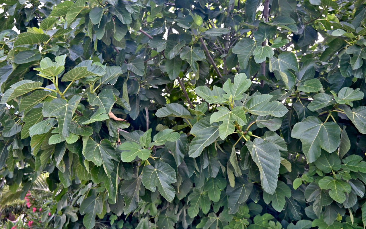 Изображение особи Ficus carica.