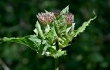Cirsium oleraceum. Верхушка побега с соцветиями. Московская обл., Дмитровский гор. округ, дол. р. Якоть, опушка смешанного леса. 23.08.2026.