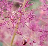 Cotinus coggygria. Часть соплодия. Волгоград, Красноармейский р-н; Ергенинская возвышенность, Чапурниковская балка, луг на склоне балки. 03.06.2026.