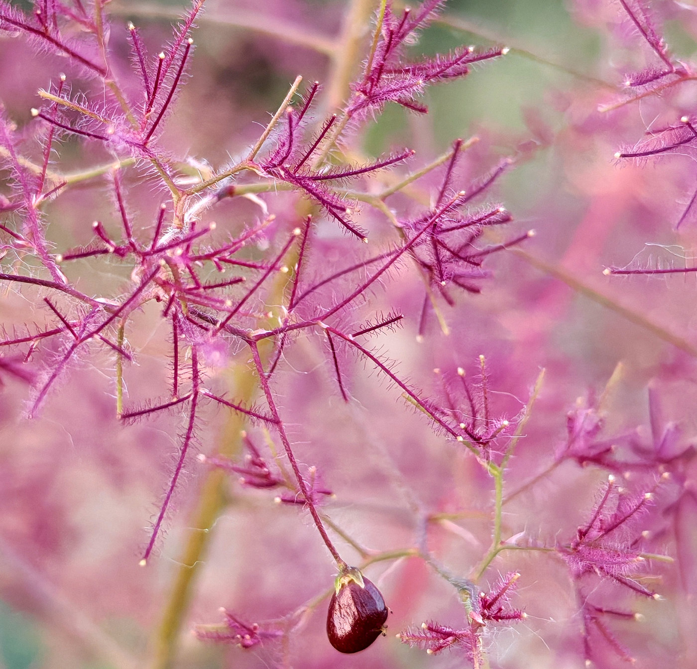Изображение особи Cotinus coggygria.