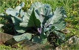 Brassica oleracea variety capitata. Вегетирующее растение. Московская обл., Раменский р-н, окр. дер. Хрипань, садовый участок. 04.07.2026.