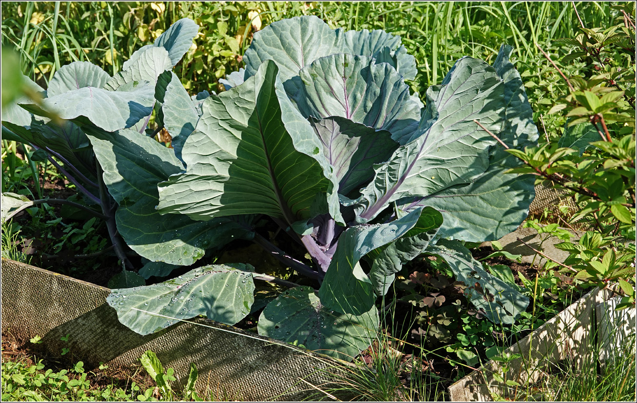 Image of Brassica oleracea var. capitata specimen.