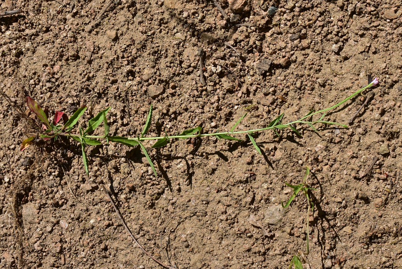 Image of Unknown species specimen.