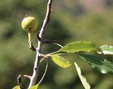 genus Pyrus. Верхушка побега с соплодием. Азербайджан, Нахчыван, Шахбузский р-н, окр. с. Биченек, Зангезурский нац. парк; плато Батабат, дубовый лес. 11.10.2026.