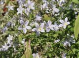 Gadellia lactiflora. Цветки. Санкт-Петербург, Ботанический сад Петра Великого, цветник. 27.08.2026.