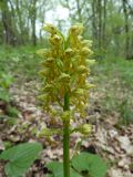 Orchis punctulata