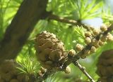 Larix gmelinii