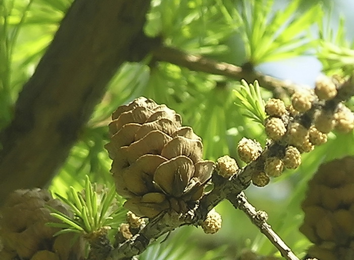 Image of Larix gmelinii specimen.