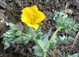 Glaucium flavum. Часть побега с цветком. Крым, Ялта, Грузпорт, выбитый участок с рудеральной растительностью. 27 мая 2011 г.