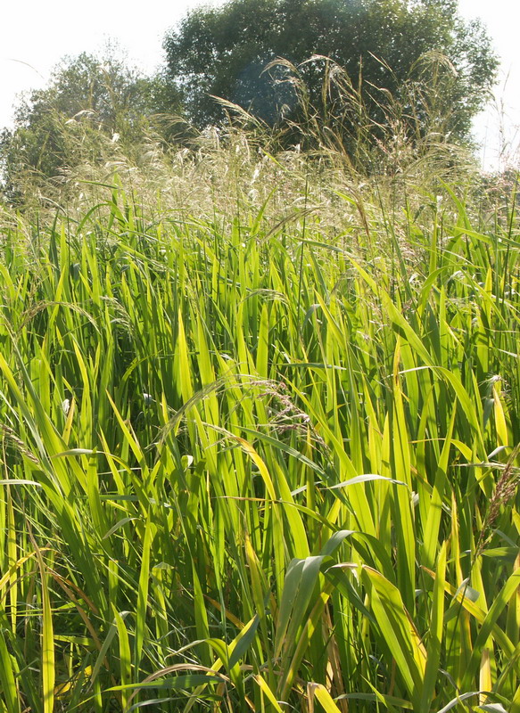 Image of Zizania latifolia specimen.