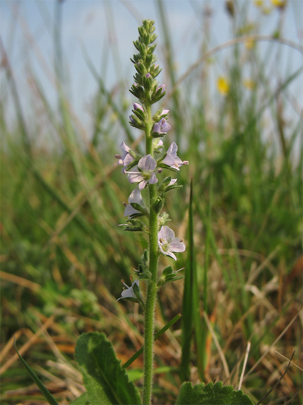 Image of Veronica officinalis specimen.