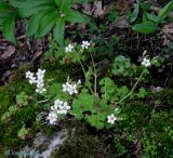 Saxifraga irrigua. Цветущее и молодые растения, произрастающие в трещинах камней. Крым, горы между Приветным и Белогорском, Чёртовы ворота. 12 мая 2011 г.