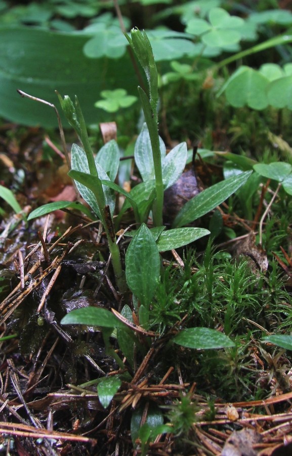 Изображение особи Goodyera repens.