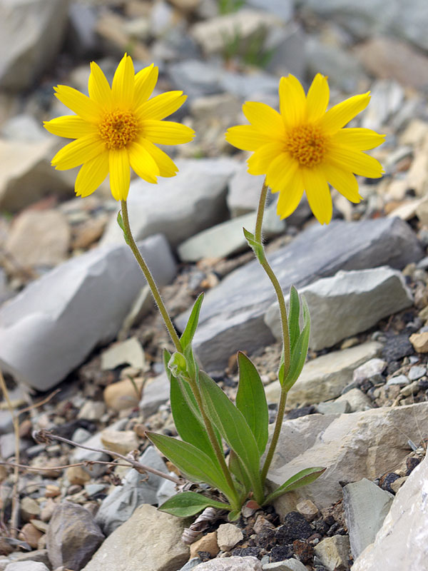 Изображение особи Arnica iljinii.