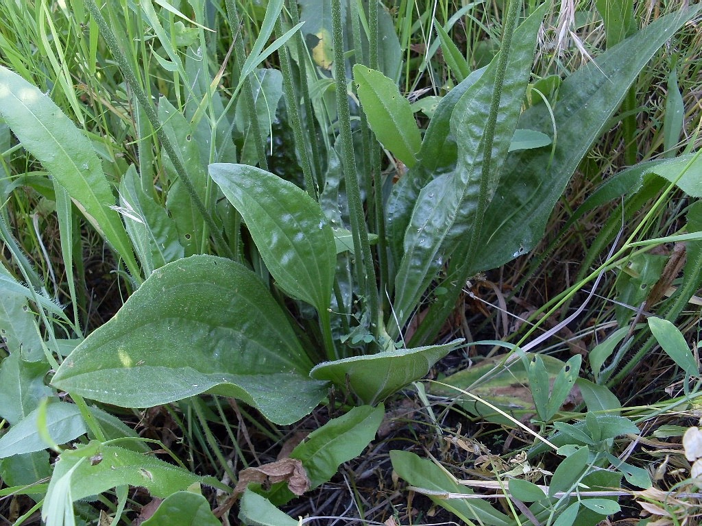 Изображение особи Plantago urvillei.