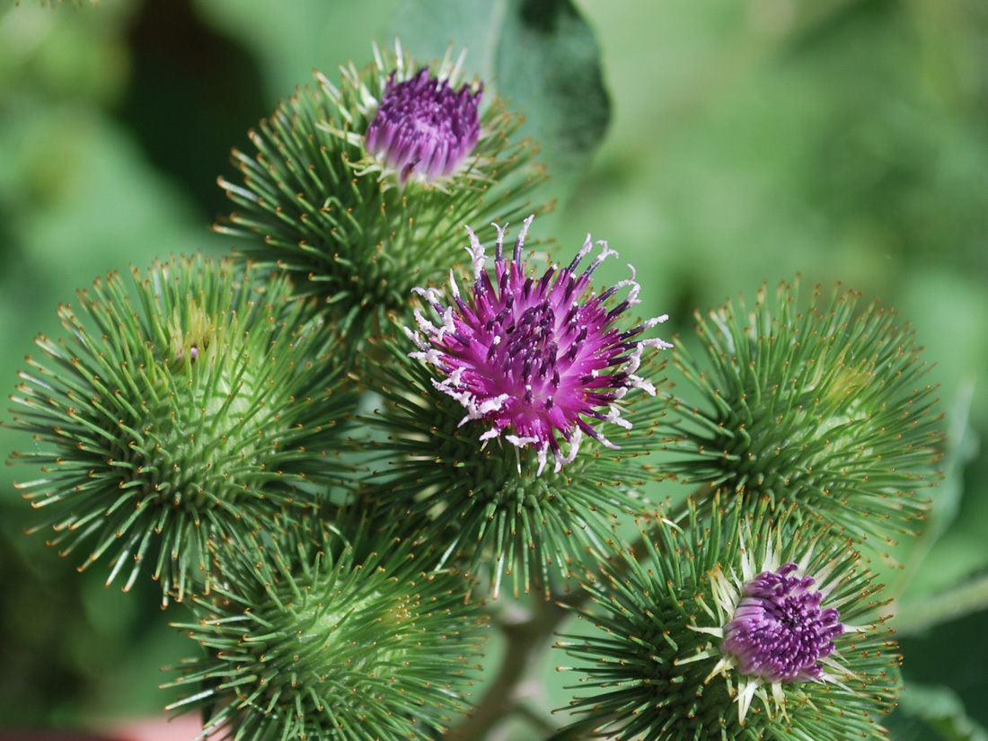 Изображение особи Arctium leiospermum.