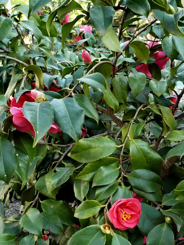 Изображение особи Camellia japonica.